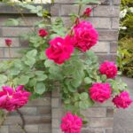 定年前？定年後？「死ぬまでにやりたい10のこと」を探すのは意外と難しい