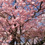 定年準備とミニマリスト、「月10万円で生きる方法」